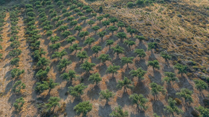Crete North Region during summer with Olive trees during dry season
