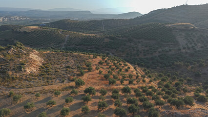 Crete North Region during summer with Olive trees during dry season