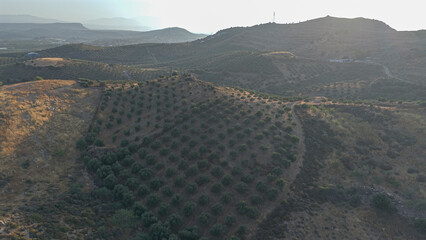 Crete North Region during summer with Olive trees during dry season