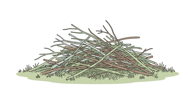 Pruned branches stacked in a pile on grassy ground  