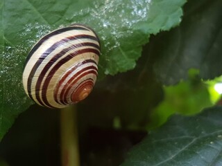 A detailed close-up captures a beautifully striped snail shell resting gently on a fresh green leaf. The dark background highlights the natural textures and elegant spiral pattern of the shell.