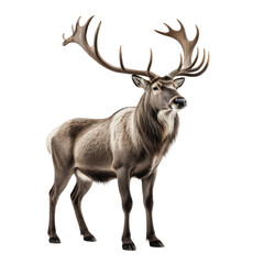 Obraz premium Majestic reindeer stands proud with enormous antlers on a black background