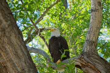 Bald Eagle perched in Cottonwood Tree