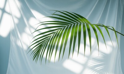 Fototapeta premium Light filters through a sheer fabric, highlighting a vibrant palm leaf