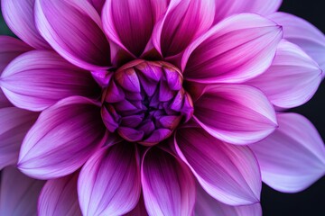 A vibrant flower with pink and purple petals, radiating warmth and beauty.