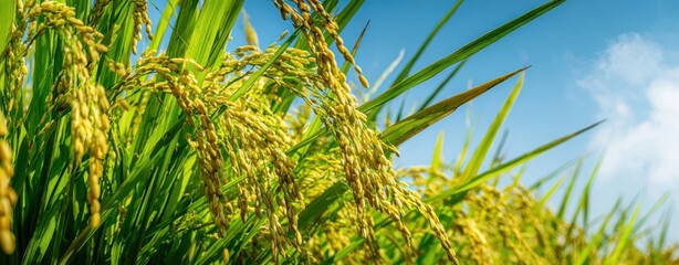 The rice stalks heavy with golden grain in sunlit rural paddy field