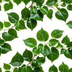 Fototapeta premium Shiny green leaves and stems against a black background