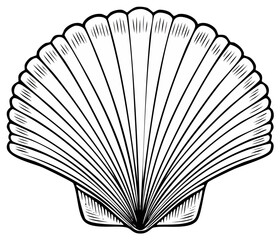Ornate Scallop Shell Graphic Line Art Drawing