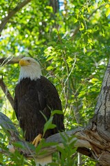 Bald Eagle perched in Cottonwood Tree, vertical