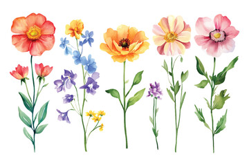 Watercolor painting of various flowers, transparent background, vector, illustration