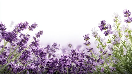 Naklejka premium Purple Lavender Flowers Background