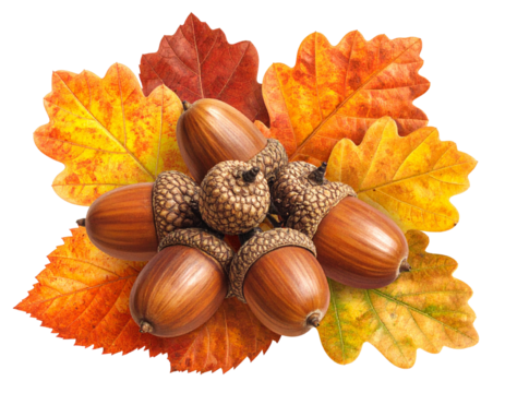 Autumn Acorn and Leaf Bundle on Transparent Background PNG