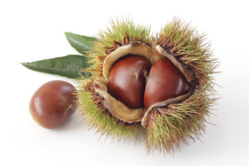 白背景の栗