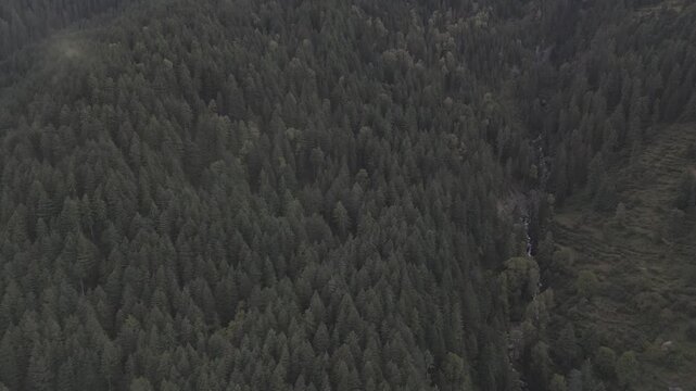 Close-up aerial view of Fairy Forest in Pulga, Parvati Valley, Himachal Pradesh, featuring dense autumn pine and deodar trees with a clear mountain stream flowing below and clouds drifting over rocky 