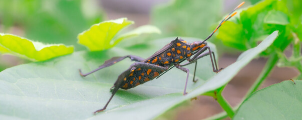 A kissing bug closeup, a small insect pest on a vibrant green plant leaf in nature's garden during summer,macro,cover page,cover space