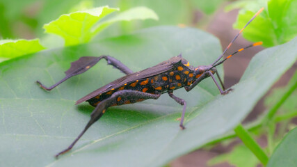 A kissing bug closeup, a small insect pest on a vibrant green plant leaf in nature's garden during summer,macro,cover page,cover space
