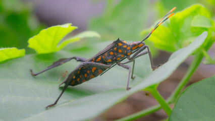 A kissing bug closeup, a small insect pest on a vibrant green plant leaf in nature's garden during summer,macro,cover page,cover space
