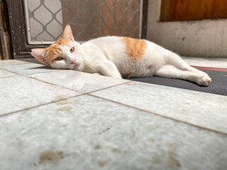 Portrait of comfortable white ginger cat resting on the floor lying down on the floor looking at the camera.