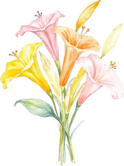 Watercolor painting of a bunch of lilies, transparent background, vector, illustration