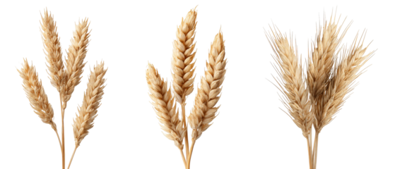 Three clusters of golden wheat stalks arranged artistically, showcasing their texture and color against a neutral background, ideal for agricultural themes or organic products