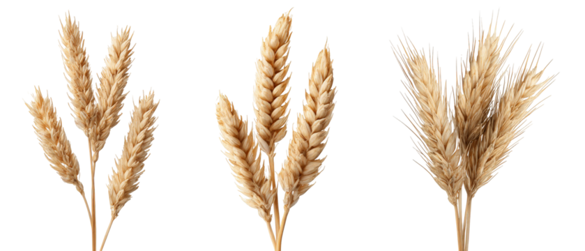 Three clusters of golden wheat stalks arranged artistically, showcasing their texture and color against a neutral background, ideal for agricultural themes or organic products