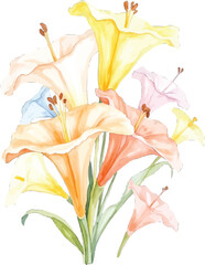 Watercolor painting of a colorful lily bouquet, transparent background, vector, illustration