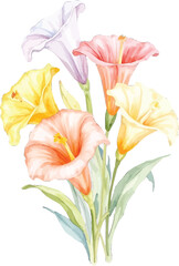 Watercolor painting of a bouquet of colorful trumpet flowers, transparent background, vector, illustration