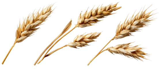A close-up view of golden wheat stalks arranged artistically, showcasing their texture and color against a clean background, ideal for agricultural themes and food-related content