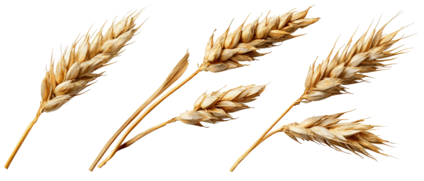 A close-up view of golden wheat stalks arranged artistically, showcasing their texture and color against a clean background, ideal for agricultural themes and food-related content