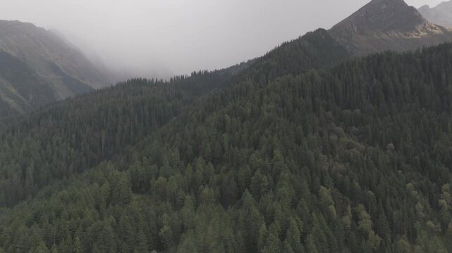 Aerial view of Fairy Forest in Pulga, Parvati Valley, Himachal Pradesh on an autumn evening, showing dense pine and deodar trees with rocky mountain peaks in the background and clouds drifting over 