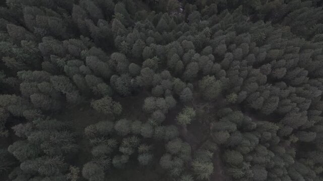 Top-down aerial view of Fairy Forest in Pulga, Parvati Valley, Himachal Pradesh, showing dense pine and deodar trees with a clear stream cutting through the autumn landscape and rocky peaks beyond.