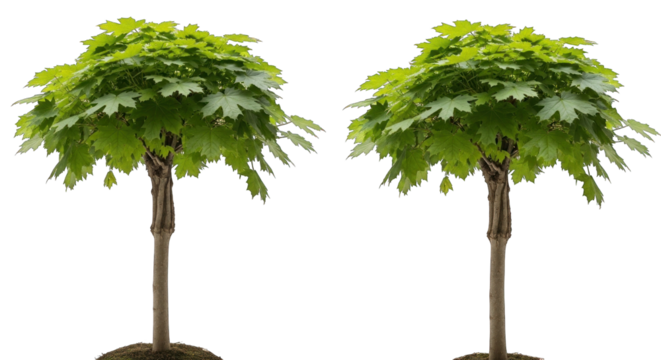 Two small vibrant green trees with lush foliage and slender trunks.