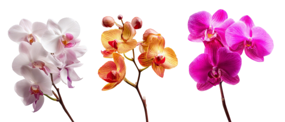 A vibrant display of three orchid flowers in varying shades of white, orange, and pink, showcasing their delicate petals against a clean background, ideal for floral-themed projects