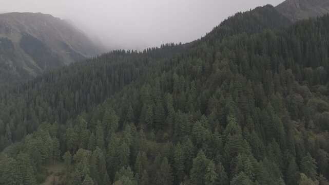 Aerial view of Fairy Forest in Pulga, Parvati Valley, Himachal Pradesh on an autumn evening, showing dense pine and deodar trees with rocky mountain peaks in the background and clouds drifting over 