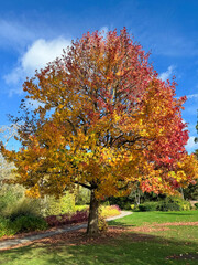 Golden & Crimson Flames of Cannon Hill’s Maples - Autumn Vibes of United Kingdom