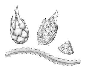 Set of dragon fruits Graphic line art Pencil sketch on white background Exotic plant