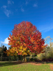When Maple Trees Turn to Fire – Birmingham’s Autumn Magic