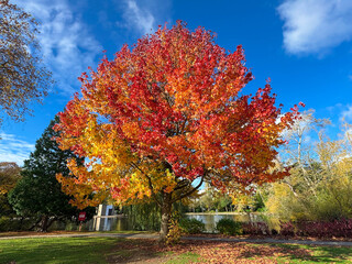 Where Autumn Burns Bright – Cannon Hill Park, Birmingham, UK