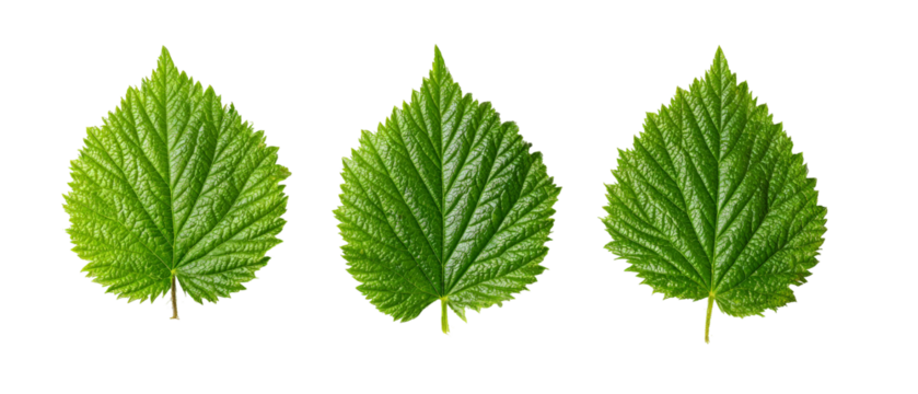 Three vibrant green leaves arranged in a row, showcasing their intricate vein patterns and textures, set against a transparent background, ideal for nature-themed designs
