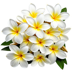 Beautiful Plumeria bloom in a cluster, white petals, yellow centers