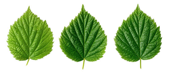 A close-up view of three vibrant green leaves showcasing their intricate textures and patterns, set against a clean background, ideal for nature-themed projects and educational materials