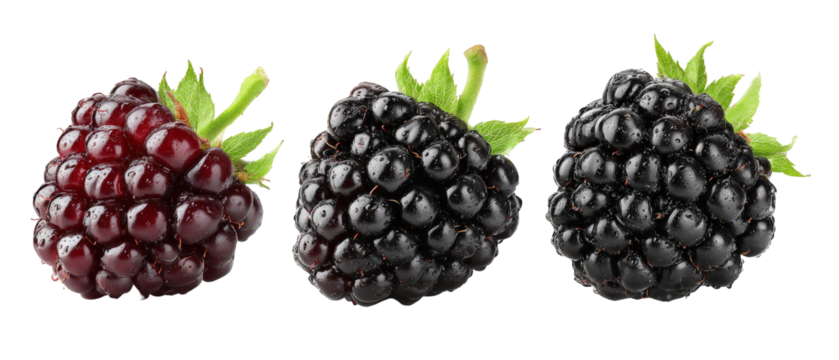 A close-up view of fresh blackberries showcasing their rich color and texture against a clean background, ideal for culinary presentations, health articles, or fruit marketing