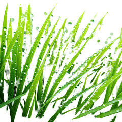 Blades of green grass covered with water droplets; fresh