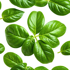 Fresh green basil leaves arranged on a black background in detail