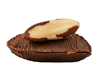Isolated Brazil nut, one whole in its dark brown shell and another perfectly shelled kernel, presented cleanly on a crisp white background, highlighting healthy eating
