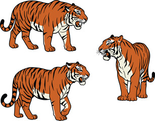 Tiger illustrations in dynamic poses, roaring and walking expressions, orange striped wild animal, flat vector art