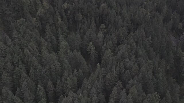 Close-up aerial view of Fairy Forest in Pulga, Parvati Valley, Himachal Pradesh, showing dense autumn pine and deodar trees with rocky mountain slopes rising behind and clouds softly drifting over 
