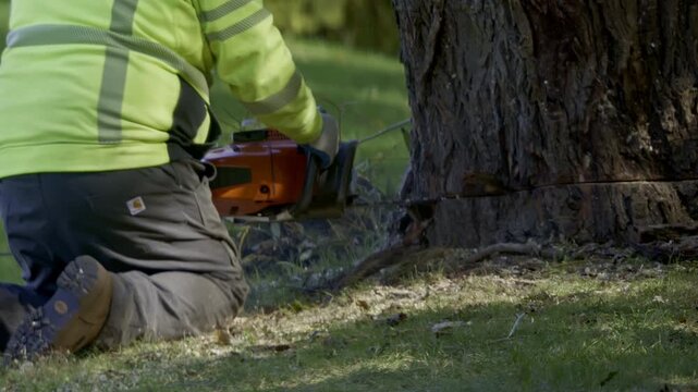 Close up view of professional tree cutting services. Worker cutting old tree with a chainsaw in the park. The person is wearing safety gear .