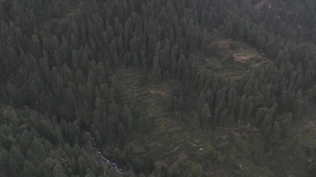 Close-up aerial view of Fairy Forest in Pulga, Parvati Valley, Himachal Pradesh, featuring dense autumn pine and deodar trees with a clear mountain stream flowing below and clouds drifting over rocky 