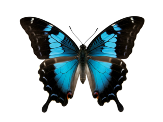 Stunning Blue Mormon Butterfly with Intricate Wing Patterns Isolated on a White Background